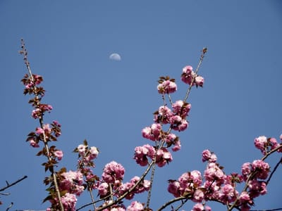 桜と半月（その２）