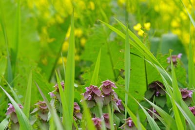 足下に咲くヒメオドリコソウ