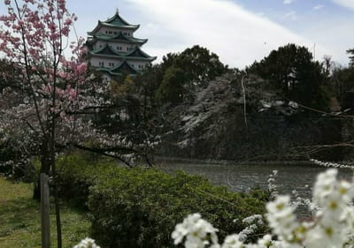 名古屋城・桜