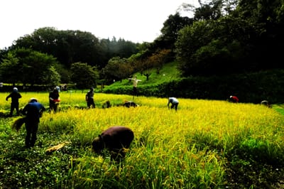 くそ暑い中、谷戸田の稲刈りが始まりました。