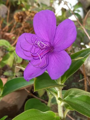 シコンノボタン 紫紺野牡丹、学名 Tibouchina urvilleana