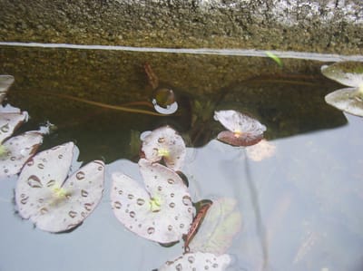 日本固有種　羊草唯一の睡蓮　二番三番花の蕾