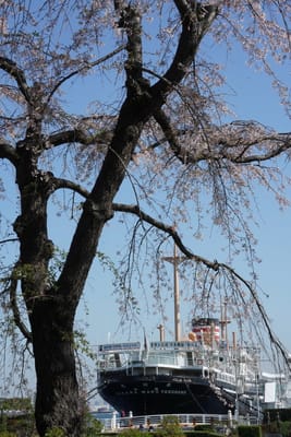 枝垂れ桜と氷川丸