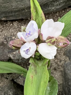 大紫露草の白バージョン