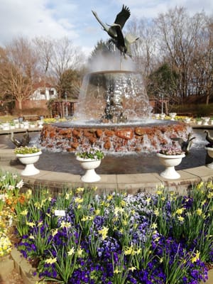 噴水と花壇　　　水仙とすみれの仲間が彩るアンデルセン公園    2021年３月４日