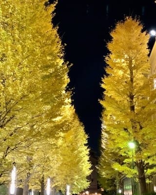 大学構内のイチョウ並木の夜景