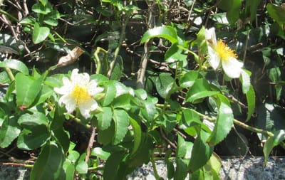 式根島の自生の花