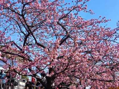 　🌸　 一足早い春の訪れとなる　『まつだ桜まつり』　🗻