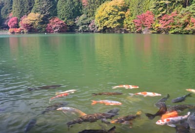 伊奈ヶ湖の紅葉風景２