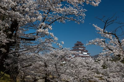 鶴ヶ城と桜