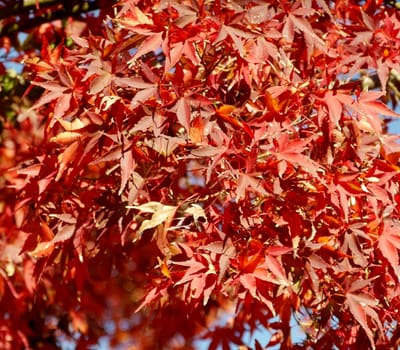 “ 神奈川県立相模湖公園の紅葉 ” 