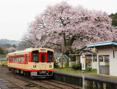 桜と長良川鉄道（４）