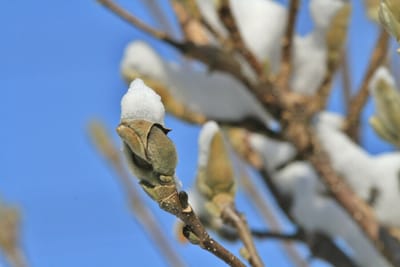 春を待つ　木蓮の蕾