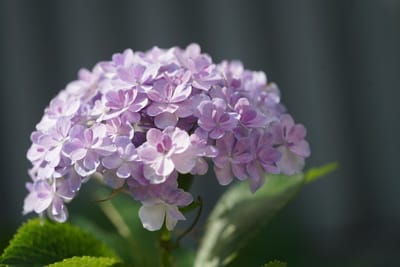 夏の紫陽花