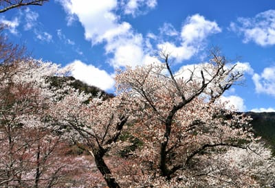 霞間ヶ渓の桜（５）