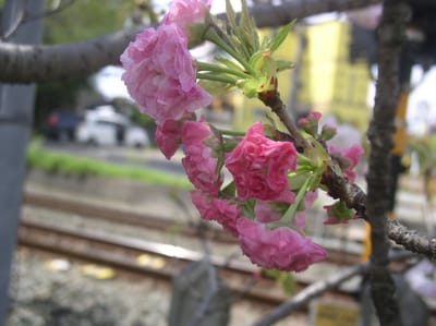 鬱金桜　黄色い花色の多弁華です