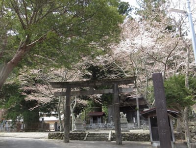 龍泉寺に寄ります　左に見えているのが精進の大杉　樹齢1200年以上