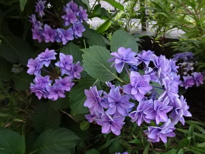 我が家の花、6月、紫陽花、品種不詳