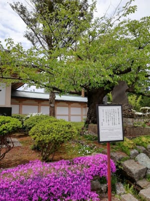 桜の標本木とツツジ　　　松前城② (幻想的な渡島半島巡りツアー２日目)②ー２    2022年5月23日