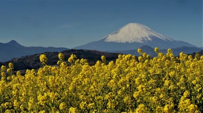 お気に入りの二宮町 "吾妻山公園"から見る富士山🗻
