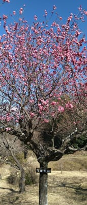 名古屋市緑区大高緑地梅園、早咲きの紅梅