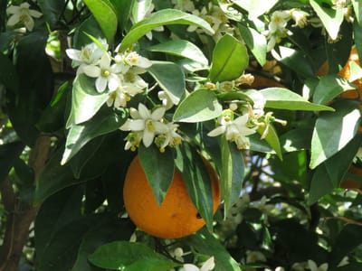 オレンジ　花と実