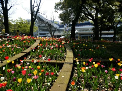 🌷 見頃を迎えています！ 10万本のチューリップ咲き誇る、横浜スタジアムのある横浜公園