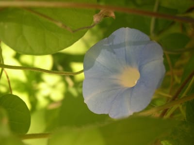 好きな朝顔　淡い青色の半透明な花弁