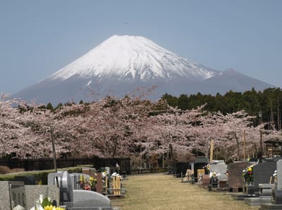 3月30日、満開の桜に合わせて恒例のお墓参りに行って来ました。