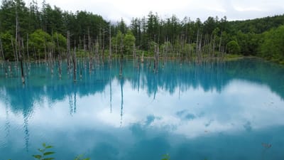 初夏の北海道・白金の「青い池」