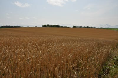 秋蒔き小麦