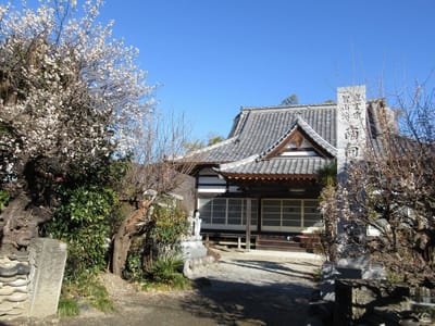 野上駅から15分　萬福寺の梅は満開　この脇から山へ