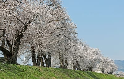 ふるさとの桜の花便り 2024年