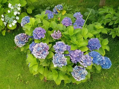 庭の花〜紫陽花１