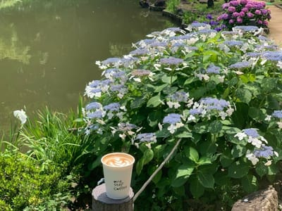 紫陽花が未だ見頃の庭でコーヒータイム