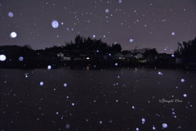 雪の降る池畔
