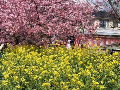 満開の河津桜と甘夏マーマレード