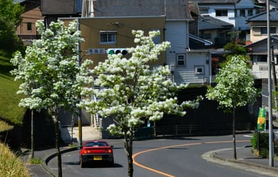 白い街路樹の花の咲くころ