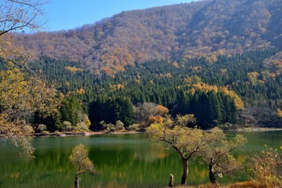 長野県飯山・北竜湖 2023-11-9