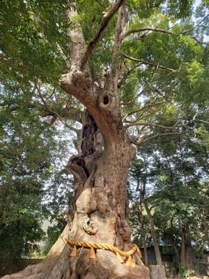 河津来宮神社のくすの木