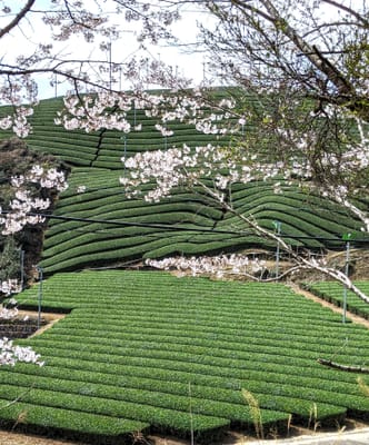 満開の桜と宇治の茶畑