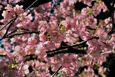 　　<お気に入り写真>　「三浦海岸 桜まつり」 🌸