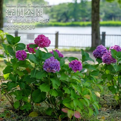 浮間公園　紫陽花