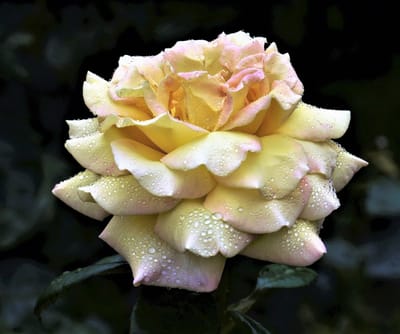 　　　　✿　 花の色彩美・造形美　❁　薔薇　🌹