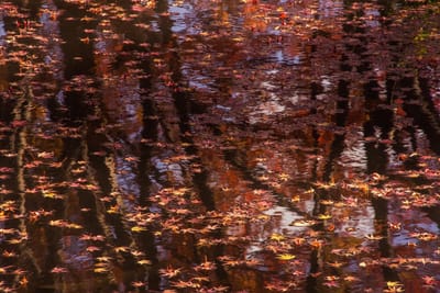 沼の水鏡を彩る紅葉2021 _09