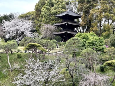 桜満開の三重塔