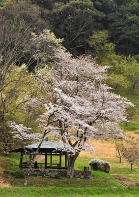 甘樫丘地区公園の桜