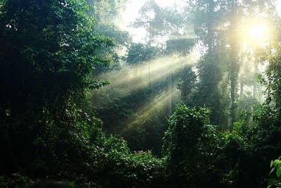 ボルネオジャングルの朝