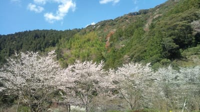 ４月６日今日の桜
