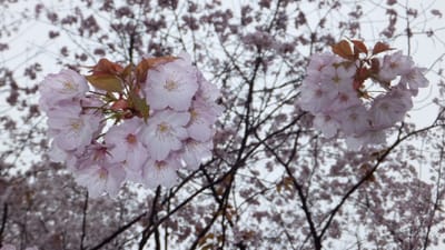 センダイヤ桜-1